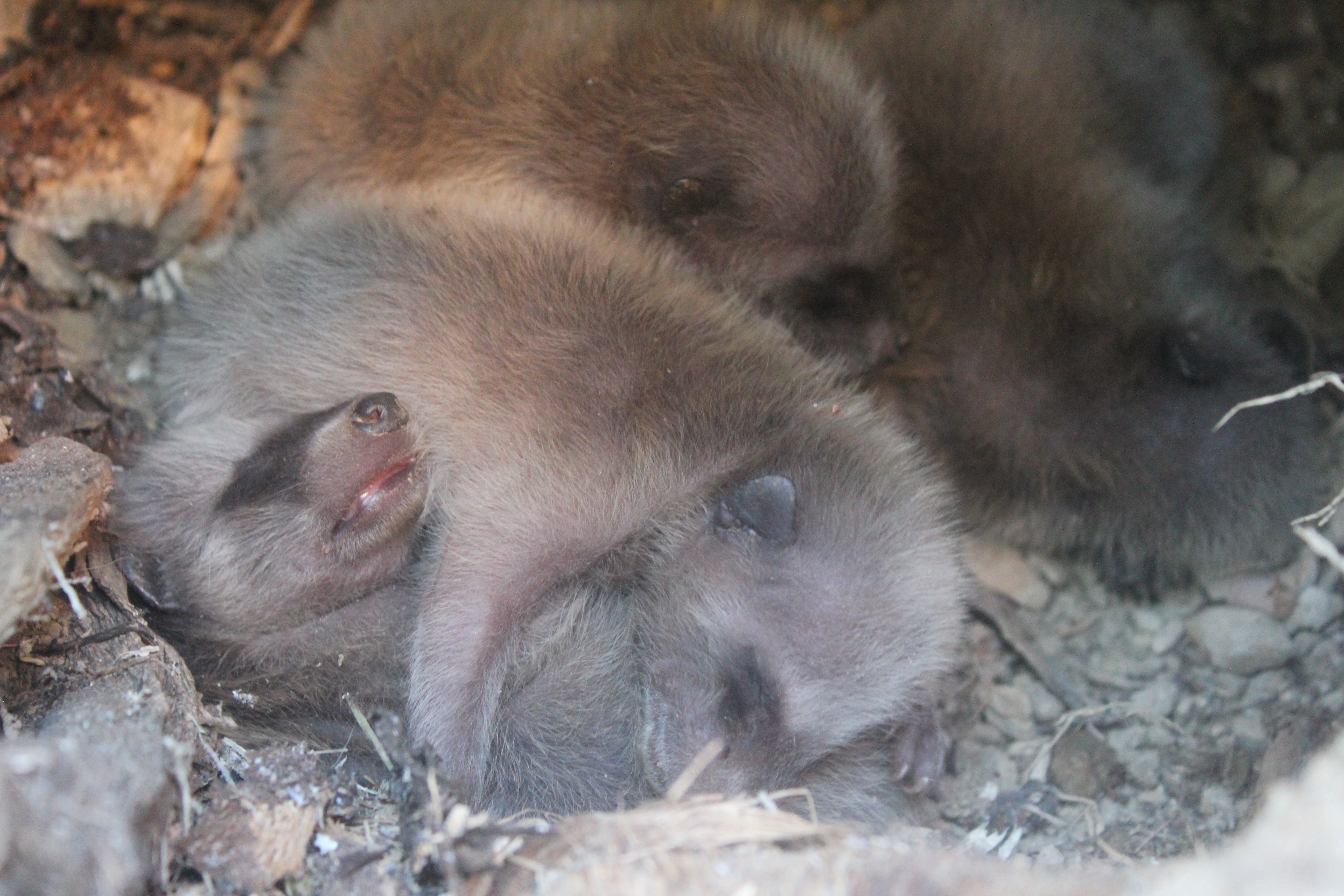Adorable raccoon babies
